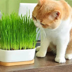 Hierba - Pasto Para Gatos - Kit De Siembra Completo Michiko